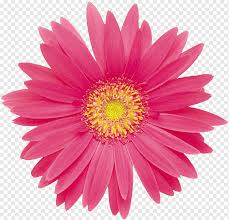 Most cereal crops are annuals. What S The Point The Enneagram Of Life What To Do Til The Cavalry Comes Enneagram Of Personality Psychology Psychotherapist Camomile Publishing Psychology Annual Plant Png Pngwing