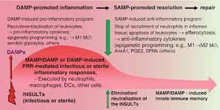 Cellular Inflammatory Responses Springerlink