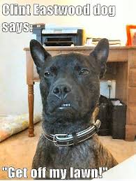 Clint Eastwood Dog Says Get Off My Lawn Funny Animals Dogs Chemistry Cat
