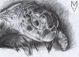 Turtle Drawn In Black Biro Pen Quick Sketch Animal Art Turtle Drawing Art Animal Pen
