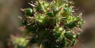 Image result for Thesium megalocarpum