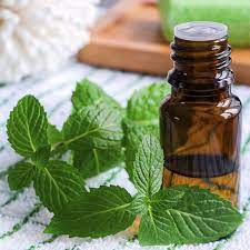 You should apply peppermint oil once every two to three days. Peppermint Oil For Hair Growth Naturallycurly Com