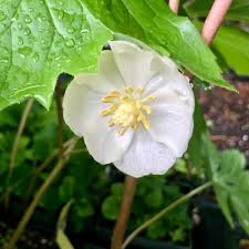 Image result for Podophyllum  peltatum