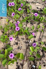 Image result for Ixora mildbraedii