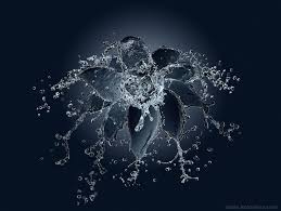 Liquid Flower Photography By Alex Koloskov Water Art Artistic Photography Splash Images