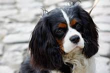 ❤ lady charlemagne (the cavalier king charles spaniel) talking ❤. Cavalier King Charles Spaniel Wikipedia