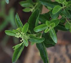 Image result for Volkameria glabra