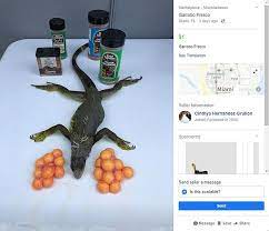 Maybe you would like to learn more about one of these? Frozen Iguanas Fall From Trees In Florida As Temperatures Drop And People Sell The Meat Online Daily Mail Online