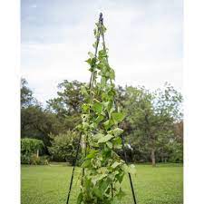 We did not find results for: Titan Teepee Trellis Large Lightweight Metal Garden Trellis For Climbing Plants And Flowers Gardener S Supply Company Target