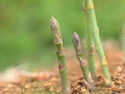 Maybe you would like to learn more about one of these? Tips Information About Asparagus Gardening Know How
