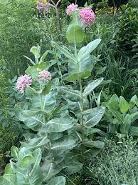 Image result for Asclepias aurea