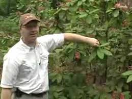 Deadheading Rhododendrons Part 1 Of 2 Youtube Rhododendron Dead Head Azaleas