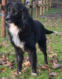 Border Collie Cross Dec At Allsorts Dog Rescue Dogs Border Collie Dog Rescue Dogs