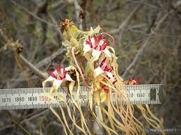 Image result for Strophanthus amboensis