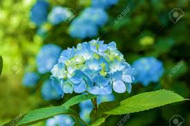 Affordable and search from millions of royalty free images, photos and vectors. Blue Hydrangea Flowers Hydrangea Blue Hydrangeas Summer Stock Photo Picture And Royalty Free Image Image 90029793