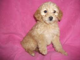 Our goldendoodle puppies enjoy being raised in our quiet country environment. Ready To Go Miniature Goldendoodles For Sale In Manitowoc Wisconsin Classified Americanlisted Com