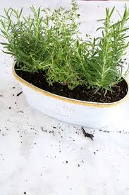 Dollar tree flowers and garden tin diy. Dollar Tree Diy Indoor Herb Garden Decoration