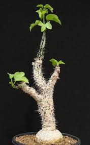 Image result for Adenia stenodactyla