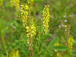 Image result for Melilotus indicus