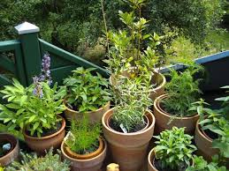 Salbei Ananassalbei Lorbeer Franz Estragon Winterestragon Schafgarbe Olivenkraut Fetthenne Schafgarbe Olivenkraut Ananassalbei
