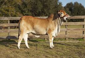 The larger associations offer breeding values to. Beef Breeds Brahman Livestock Agupdate Com