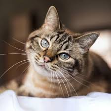 Women's immune systems can be disturbed by a parasite carried in fecal matter. Welcome To Rosemarie Pet Hospital