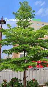 Image result for Terminalia mantaly