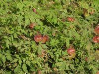 Image result for Cardiospermum halicacabum