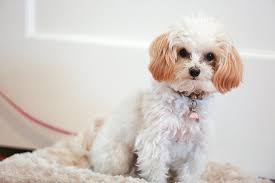 Maltipoo Dog Breed Information Pictures Characteristics