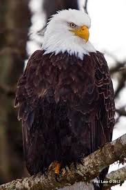 Magnificent Creature Bald Eagle Forest And Wildlife Eagle Art
