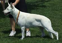 They will come with vet checked, dewormed 4 times, first set of. White Shepherd Wikipedia