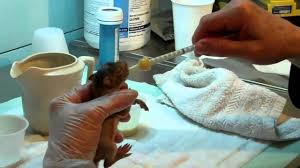 Basic Steps To Taking Care Of A Baby Squirrel Chriss