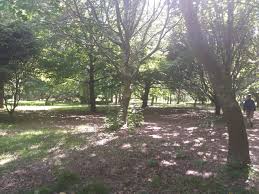 A current managers certificate or lcq would be an advantage. Bledisloe Park Walk Palmerston North 2021 All You Need To Know Before You Go With Photos Tripadvisor