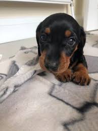 Black And Tan Mini Dachshund Black And Tan Mini Dachshund Puppies Norwich Norfolk Pets4homes Dachshund Puppies Mini Dachshund Puppies