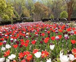 We did not find results for: Tulips Picture Of Brookside Gardens Wheaton Tripadvisor