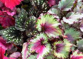 Image result for Begonia nyassensis