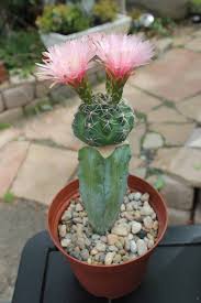 I choose cactus because it slow growing. Pin Auf Succulent Collections And Our Boys