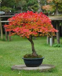 A Great Addition To Our Etsy Shop Japanese Full Moon Maple Seeds Acer Japonicum Bonsai Land Maple Tree Landscape Japanese Garden Japanese Garden Design