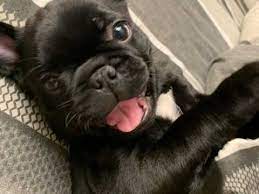 We did not find results for: Pug Cross French Bulldog Puppy For Sale Colchester Essex Pets4homes