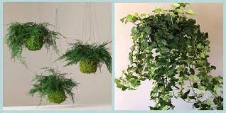 Use any of these 18 best hanging plants to add color and interest to any porch,. 10 Best Hanging Plants Plants For Hanging Planters