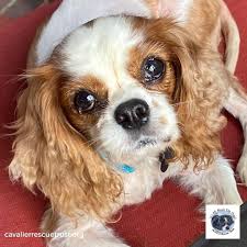 Check spelling or type a new query. American Cavalier King Charles Spaniel Rescue Trust Videos Facebook