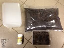 The organ most often is present in species of collembola that lives in the upper soil layers where it is used for jumping to avoid predators. Springschwanze Selber Zuchten Zuchtset 21 40