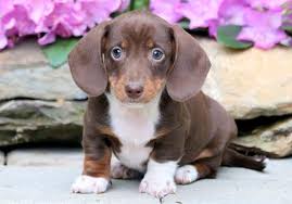 He loves everyone and will play all day long if you want him to. Miniature Dachshund Puppies For Sale Puppy Adoption Keystone Puppies
