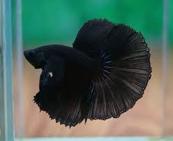 35 Different Types Of Betta Fish With Beautiful Pictures Betta Fish Types Pet Fish Betta Fish
