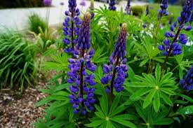 Jul 22, 2021 · lupine care. Garten Lupine Kastellan Kaufen Floranza De Ihr Online Pflanzenversand