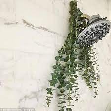 The Simple Shower Decorating Trick That Could Help You Sleep Better Eucalyptus Shower Shower Plant Plants