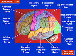 Image result for Brain Gyri