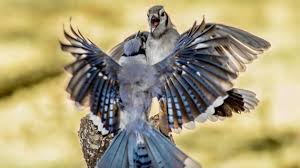 The blue jay is a large passerine bird native to north america. Blue Jay A New Look At A Common Feeder Bird