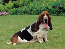 Basset Hound Wire Basket Dog Muzzles Size Chart Basset