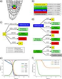 Here, we show how stem cells of the arabidopsis shoot apical meristem and their nascent daughter cells suppress infection by cucumber. A System Level Mechanistic Explanation For Asymmetric Stem Cell Fates Arabidopsis Thaliana Root Niche As A Study System Scientific Reports